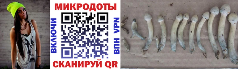 закладка  Батайск  Псилоцибиновые грибы GOLDEN TEACHER 